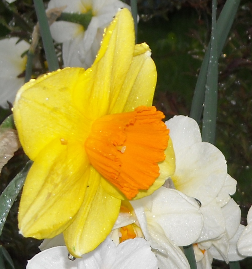 Yellow Daffodil