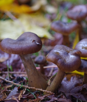 two mushrooms and fallen leaves