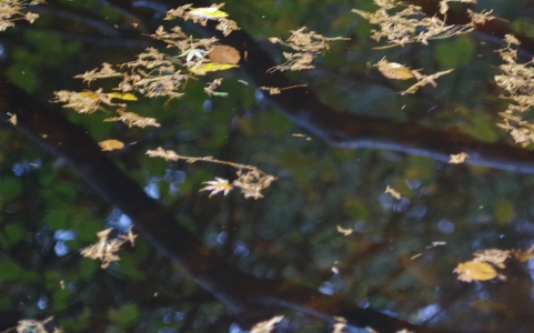 leaf litter floating on surface of pond with reflections of trees